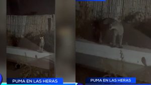 Sintió ruidos, salió al patio de su casa y se encontró a un Puma: qué tenés que hacer y qué no si te pasa en Mendoza