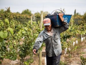 Trabajadores de la cosecha y embolsado: esto tenés que cobrar en septiembre