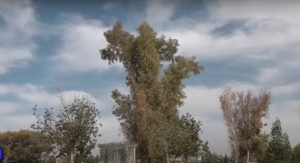 ¿Cuándo llega el viento Zonda a Mendoza?