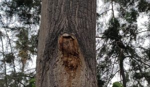 ¿Milagro? Tras la tormenta en Mendoza aseguran que apareció la imagen de Jesús en un árbol