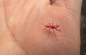 Dengue: para qué sirven los mosquitos fluorescentes que liberó el Iscamen