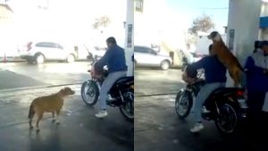 Fue a una estación de servicio y se sorprendió al ver a un curioso cliente en la fila