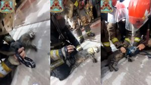 Video: Bomberos de Las Heras sacaron de un incendio a un gatito y le hicieron RCP para que sobreviviera