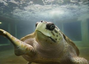 El tortugo Jorge vuelve al mar tras vivir décadas en cautiverio