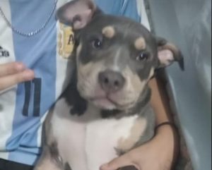 Mendoza se une en la búsqueda del perro de un chico con autismo