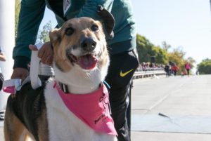 Actividades gratis para vos y tu mascota: maratón, charlas y mucho más en Mendoza