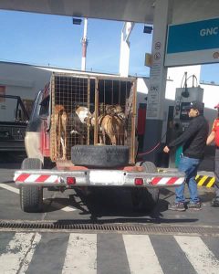 Denuncian que aún se realizan carreras de galgos