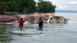 Apareció un extraño animal gigante muerto en Indonesia