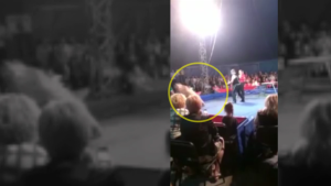 Un circo entró en pánico cuando un oso saltó sobre el público