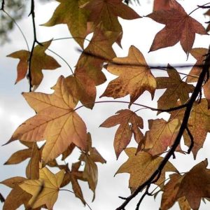 ¿Día soleado? Mirá el pronóstico del tiempo para este martes