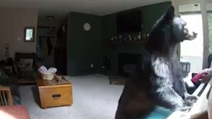 Un oso entra a una casa y se pone a tocar el piano