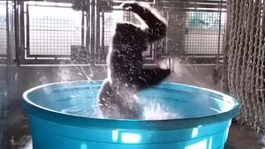 VIDEO: el baile de un gorila que se hizo viral
