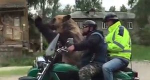 Las increíbles imágenes de un oso que pasea en moto