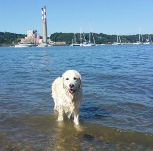 Perro héroe salva a un ciervo de morir ahogado