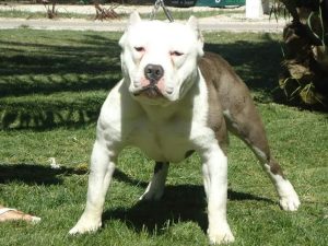 Un Pitbull atacó a una mujer y su hija de 3 años en Palmira