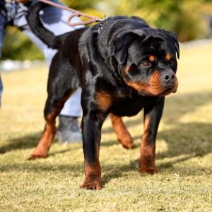 Ordenaron matar a un perro que atacó a dos niñas en San Rafael