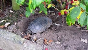 Taladran el caparazón de su tortuga para atarla e irse de vacaciones