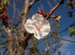 Pronóstico: Cómo estará este Día de la Primavera