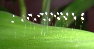 Después de 3 mil años crece una flor que anunciaría la llegada de un salvador