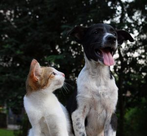 La ciencia lo dice: ¿quién es más inteligente? ¿el perro o el gato?