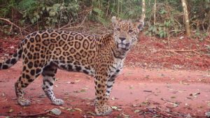 Encuentran en una bolsa la cabeza de uno de los últimos yaguareté de Chaco