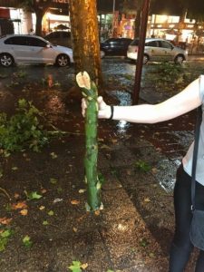 Lo que dejó la Tormenta: un muerto, árboles caídos y casas anegadas