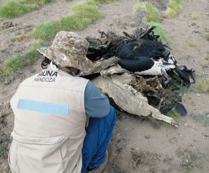 Muerte de los cóndores: Una pista complica al dueño de los animales utilizados como cebos