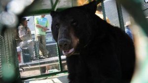 Nene de 3 años fue atacado por un oso que le regalaron sus padres