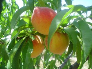 Valle de Uco: Productores de durazno reclaman mejoras