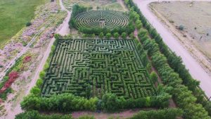 El genial invento de un mendocino con 100 mil plantas que cautivó al país