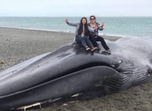 Preocupación por las fotos y los daños que le causaron a una ballena varada en la playa