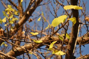 ¡Llegó el otoño! Qué dice el pronóstico para Mendoza