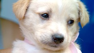 ¿Buscás mascota? Organizan una mega jornada de adopción