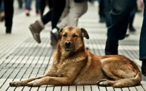 Organizan bingo solidario a beneficio de perros sin hogar