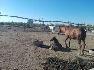 Desmantelaron otro frigorífico de carne de caballo en Guaymallén