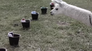 La que faltaba: Una llama argentina predice quién ganará el Mundial