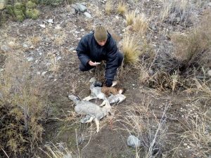 Valle de Uco: Encontraron animales autóctonos muertos