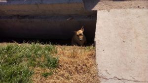 Godoy Cruz: Vecinos de conocido barrio denuncian matanza de perros