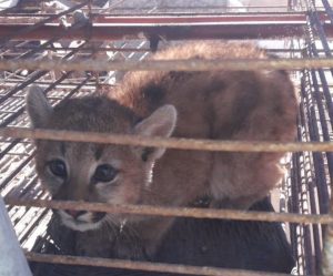 Rivadavia: Encontraron a un cachorro de puma en un canal