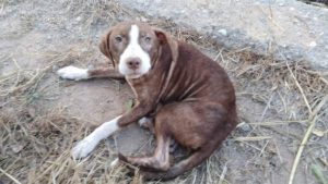 Muy tierno: Perro cuidó toda la noche a hombre con Alzheimer perdido