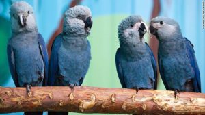 El pájaro azul de la película Río se extinguió de su hábitat natural