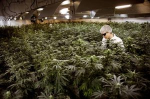 Buscan 150 mil trabajadores para producir marihuana legal