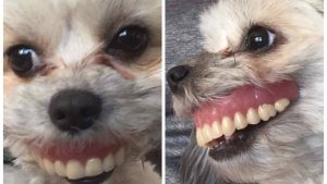 Insólito: una perrita le usó la dentadura a su dueño
