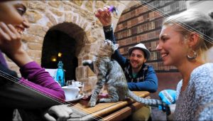 Una oficina ofrece gatos para que acompañen a los trabajadores