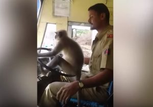 Video: Un mono manejó un micro con 30 pasajeros