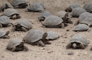 Insólito: Robaron 123 tortugas bebés gigantes