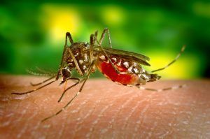 ¿Por qué los mosquitos pican más a unas personas que a otras?