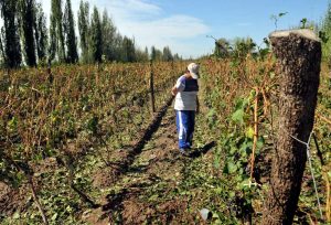Asistieron a productores afectados por la piedra