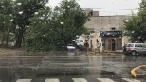 Guaymallén: Por la tormenta un árbol se cayó y destrozó un auto