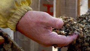 Vecinos de la Quinta Sección salvaron una colmena de abejas